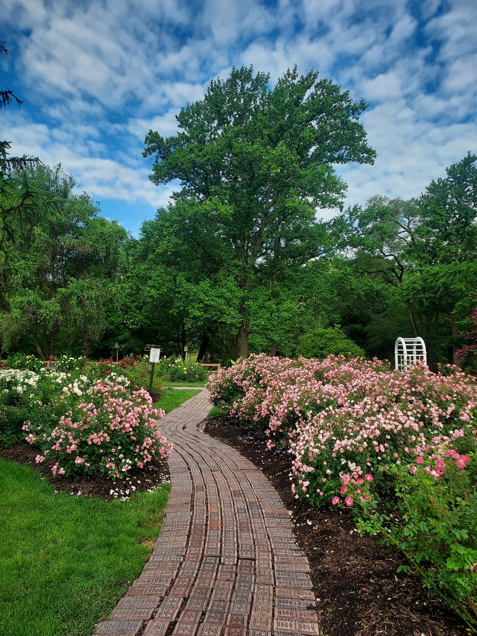 Richmond Indiana rose gardens feature 110 varieties