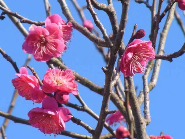 兼六园花之信 Visit Kanazawa Cn Facebook