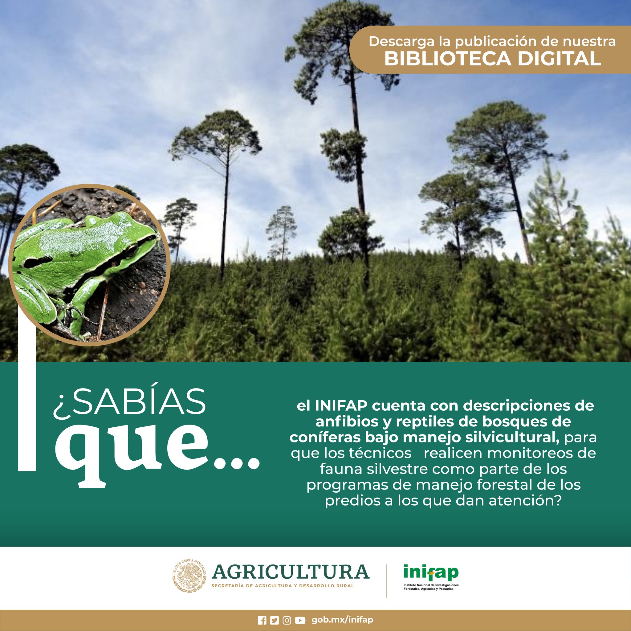 INIFAP - 🐸La #herpetofauna (anfibios y reptiles) de...