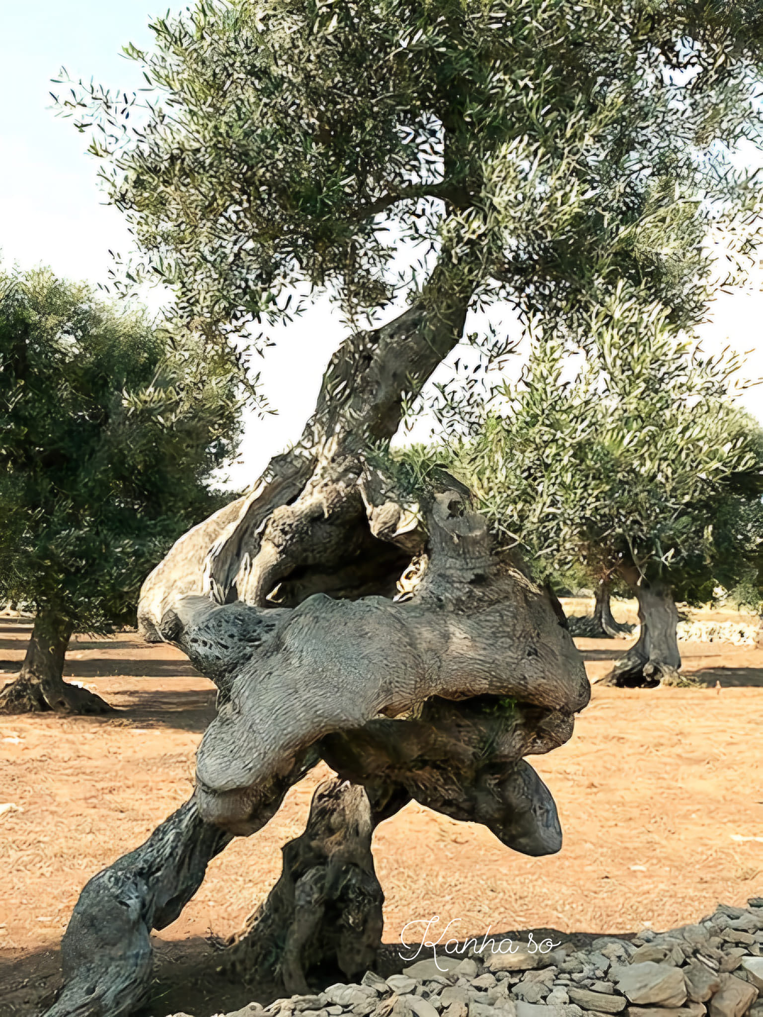Kanha - The turtle tree 🌳 🐢 An beautiful olive tree 🌳 🫒 | Facebook