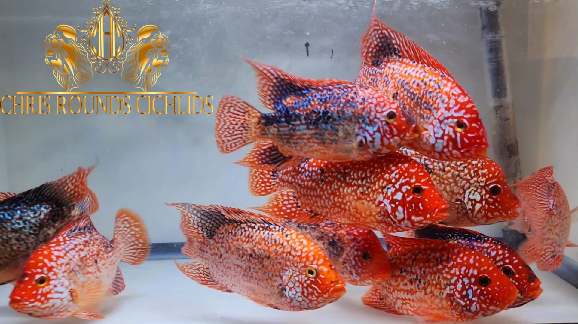 Chris Rounds Cichlids