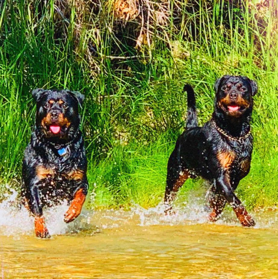 Vom Beck Rottweilers | Houston TX