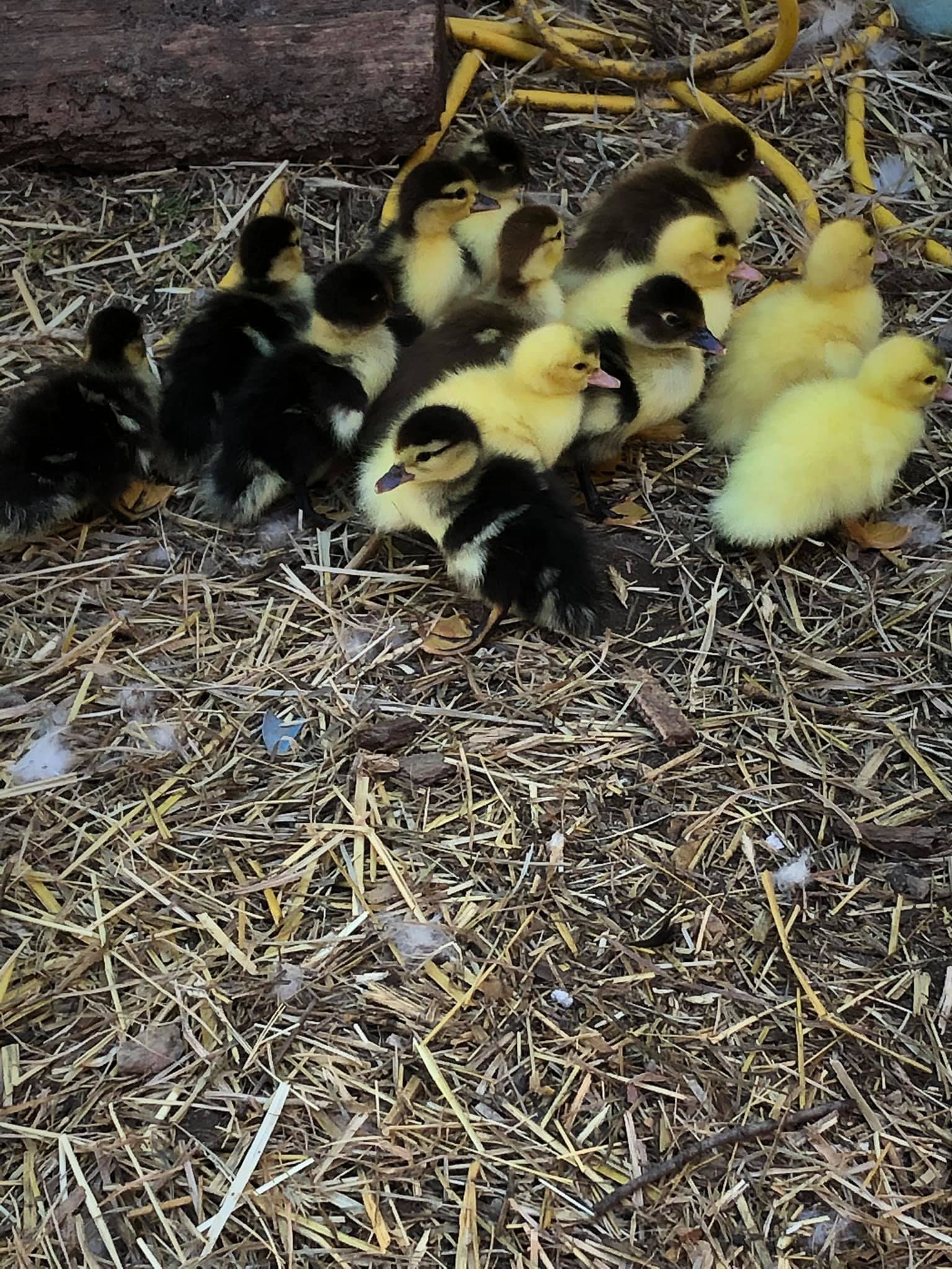 Chicks R Us Magnolia... - Chicks R Us Magnolia Hatchery