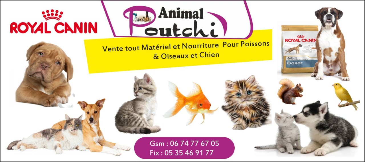 Animal Poutchi | Meknes