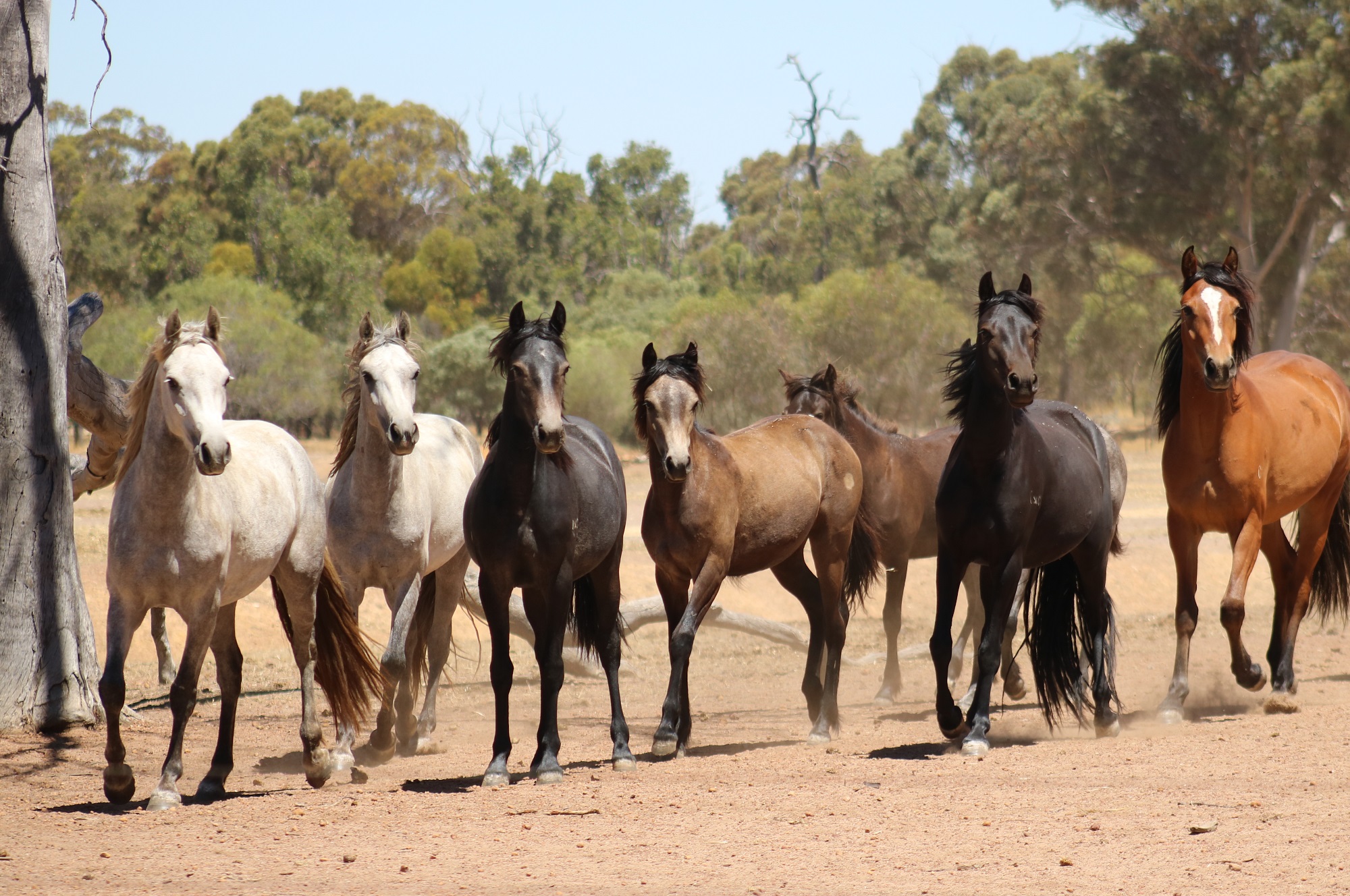 Connemara Pony... - Connemara Pony Showcase Australia