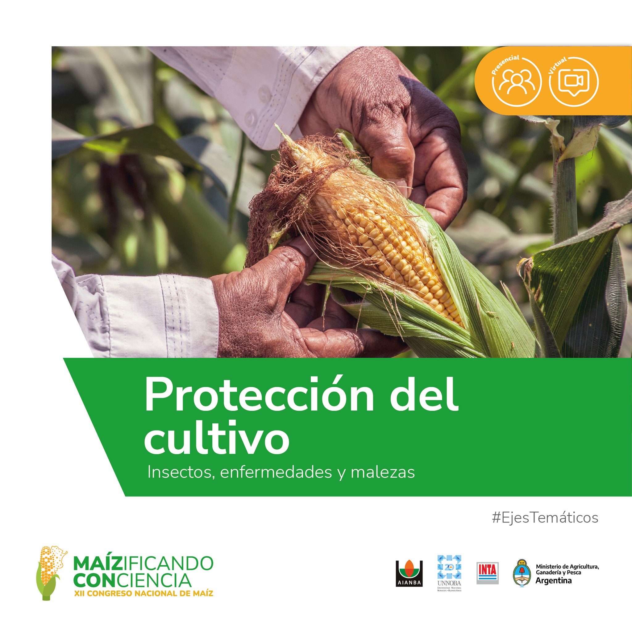 XIII - En el eje temático Protección del Cultivo vamos a hablar sobre ...