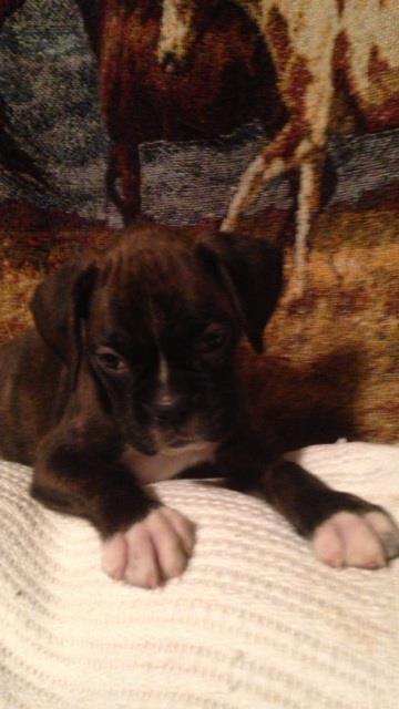 Grandview Ridge Boxers | Winfield WV