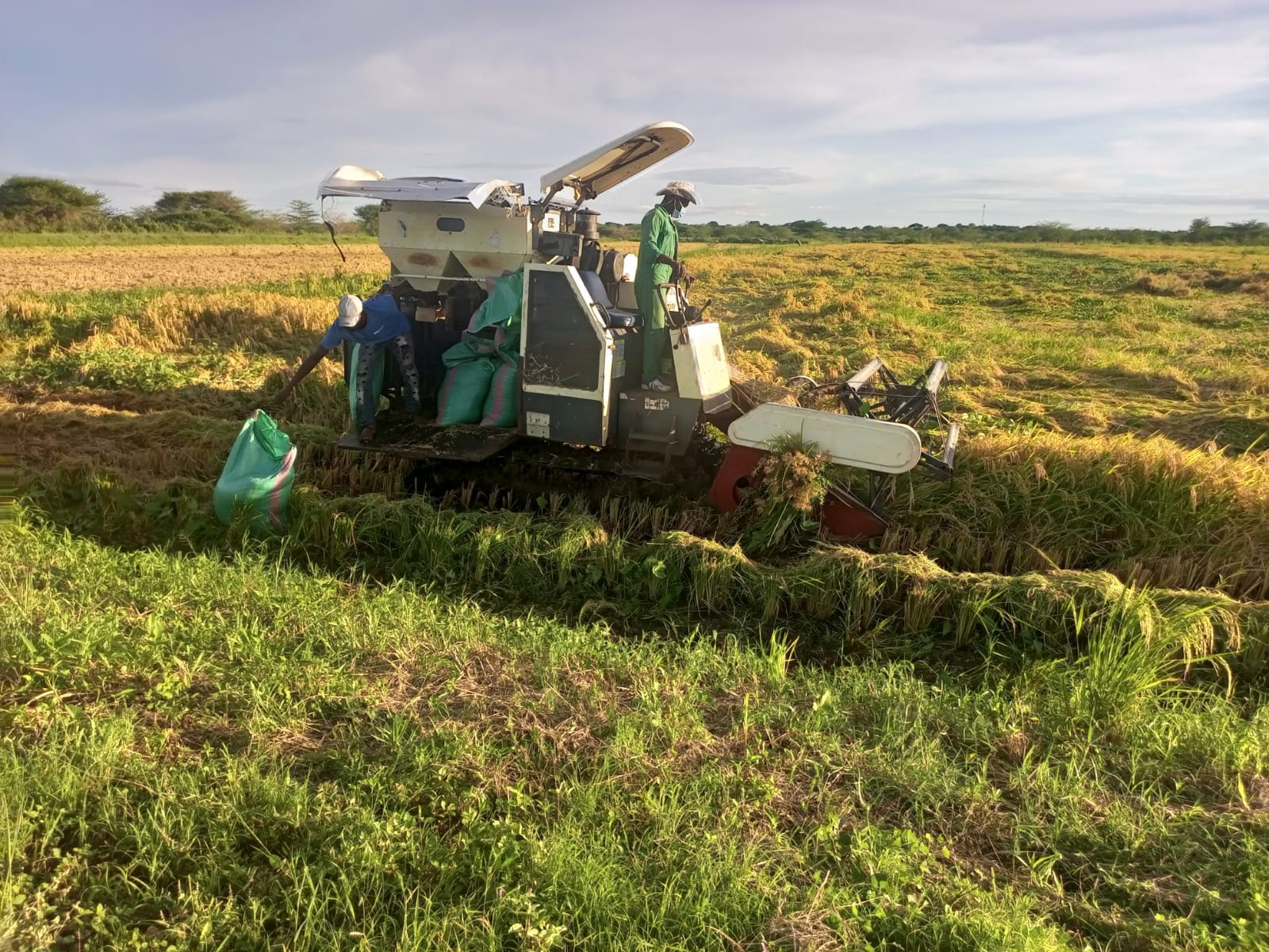 Komboka Paddy... - Tana and Athi Rivers Development Authority | Facebook