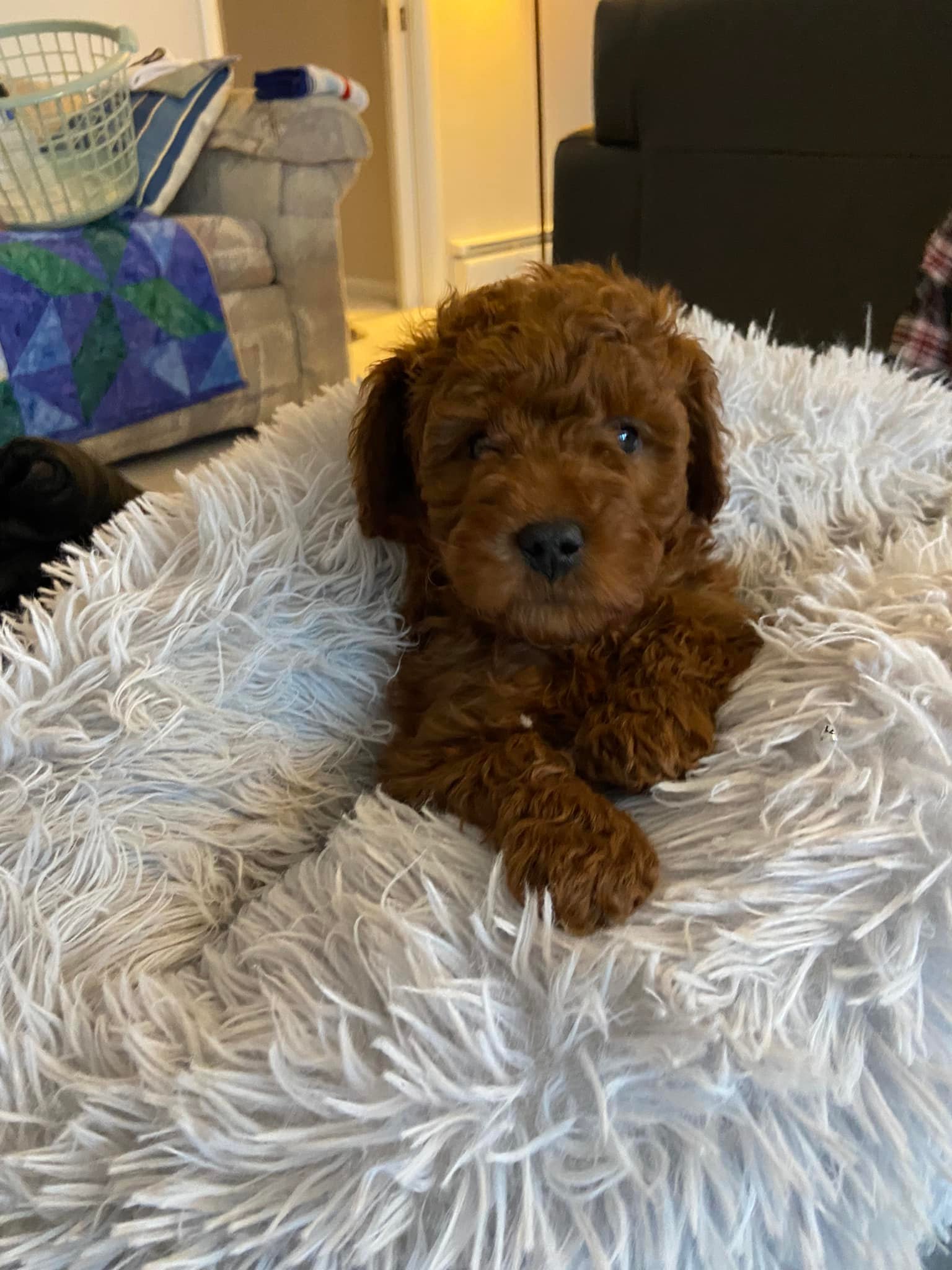 The cuteness award goes to this... - White Lake GoldenDoodles
