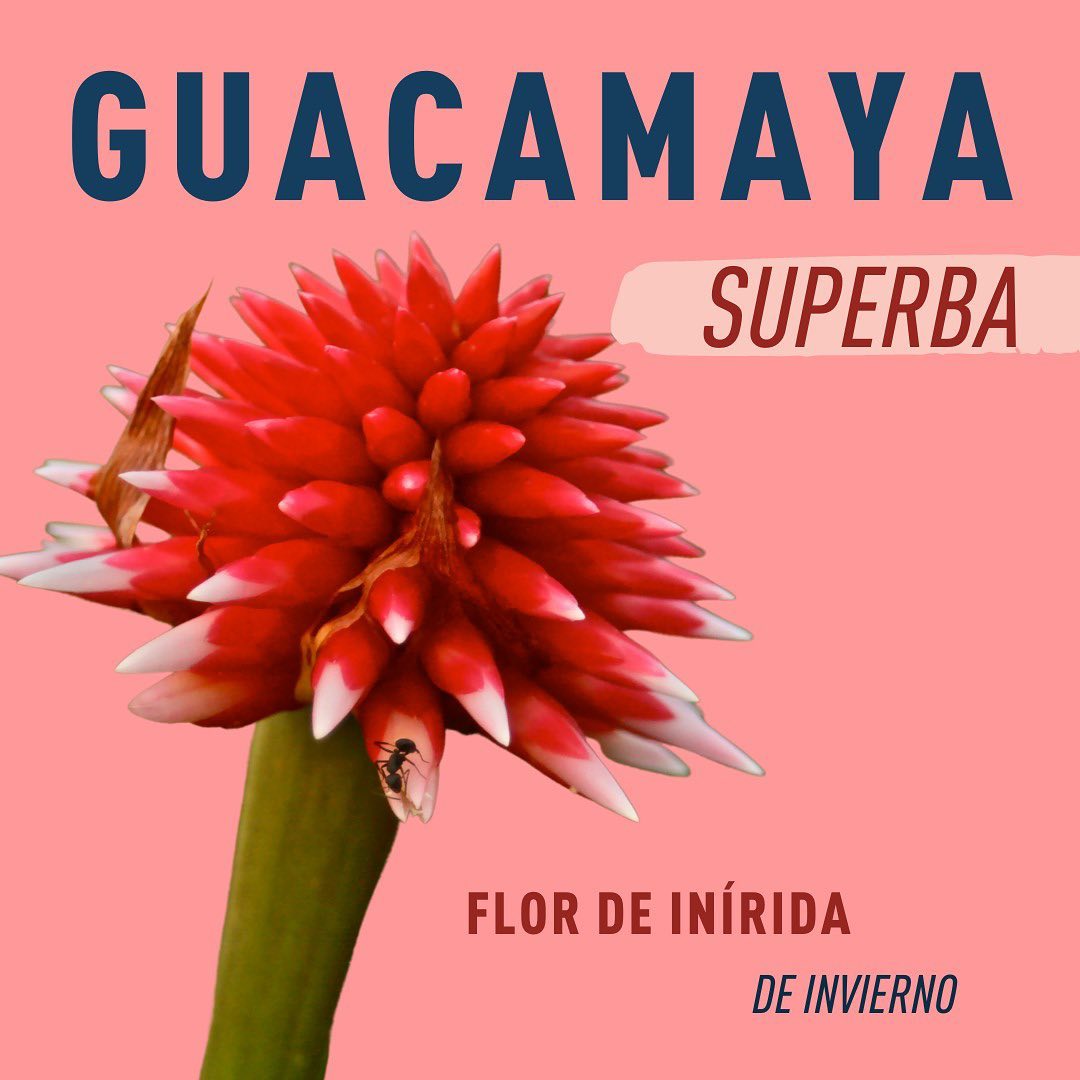 LIWI Flores Eternas | Bogotá