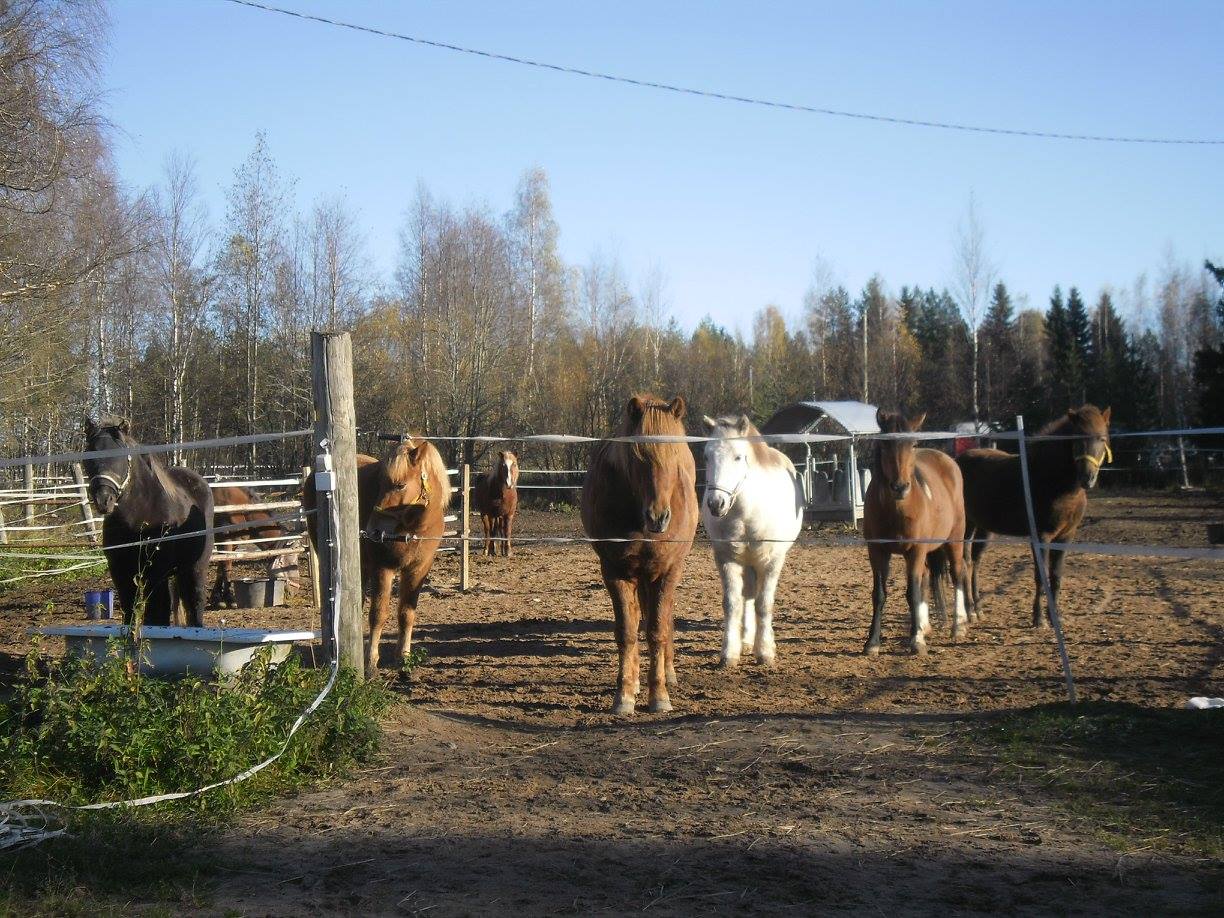 kotiel-inpiha-h-llintalon-pihatto-herkkukierros-miksi