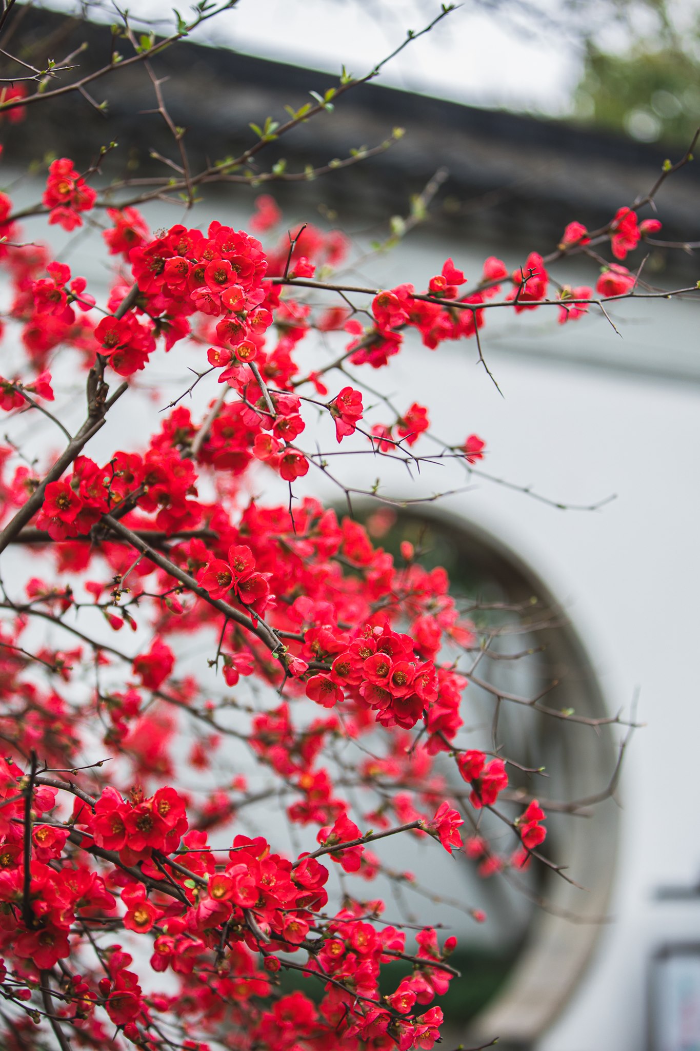 Visit - Crab-apple Flowers (Hai Tang Hua) are also knowns as “the 