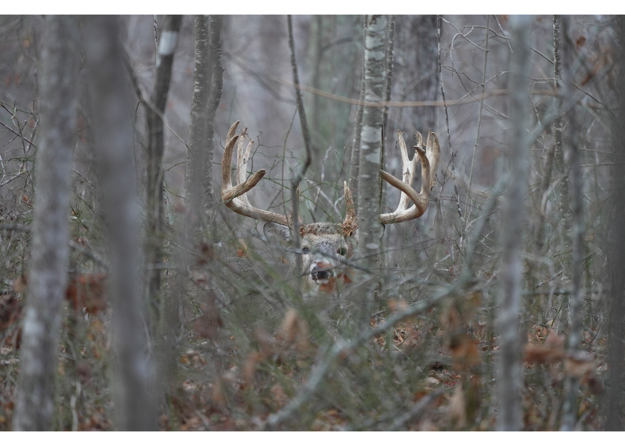 Jesse Mley - Is tracking cheating ? How many bucks have... | Facebook