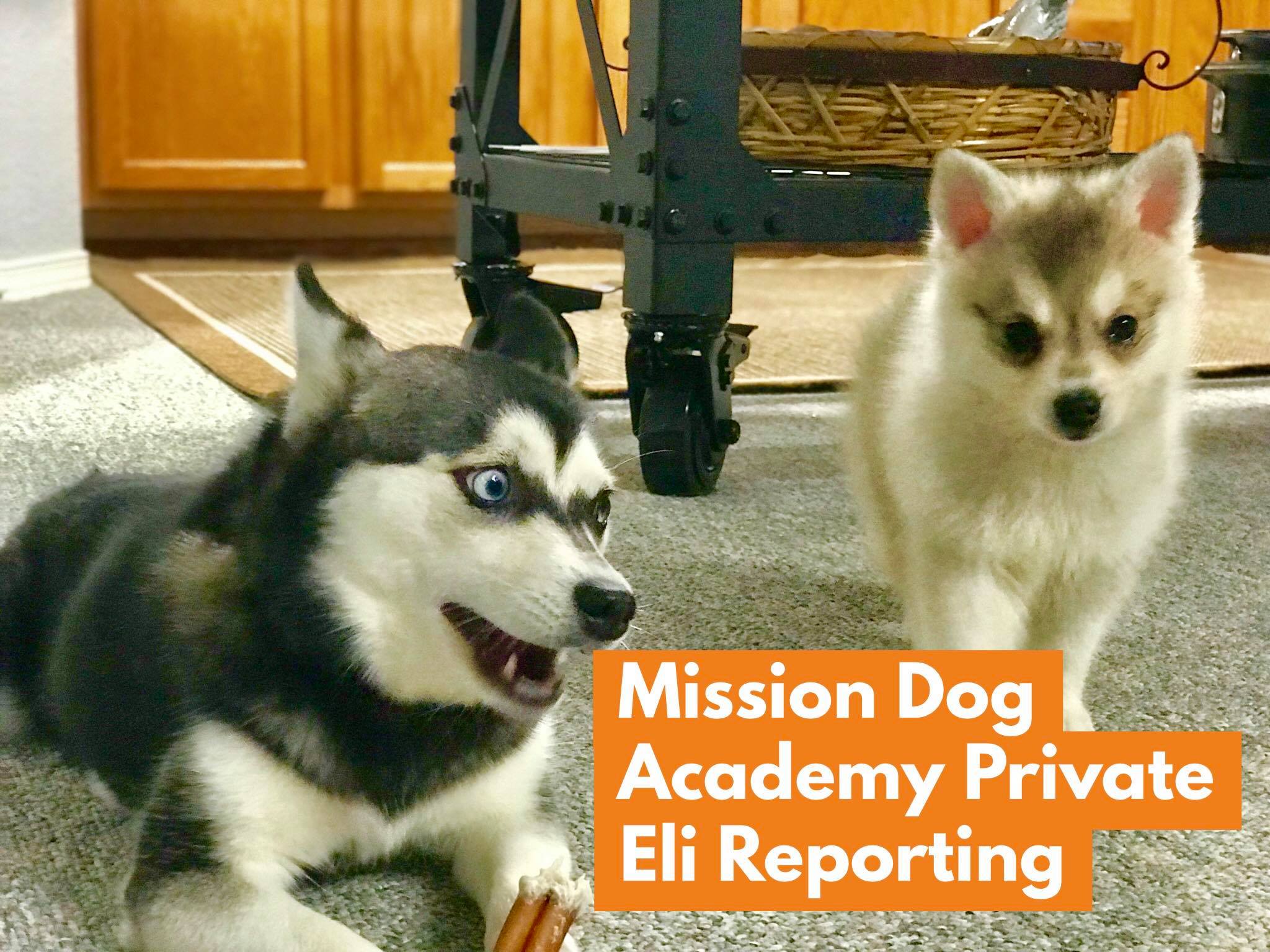 Mission Dog Journal