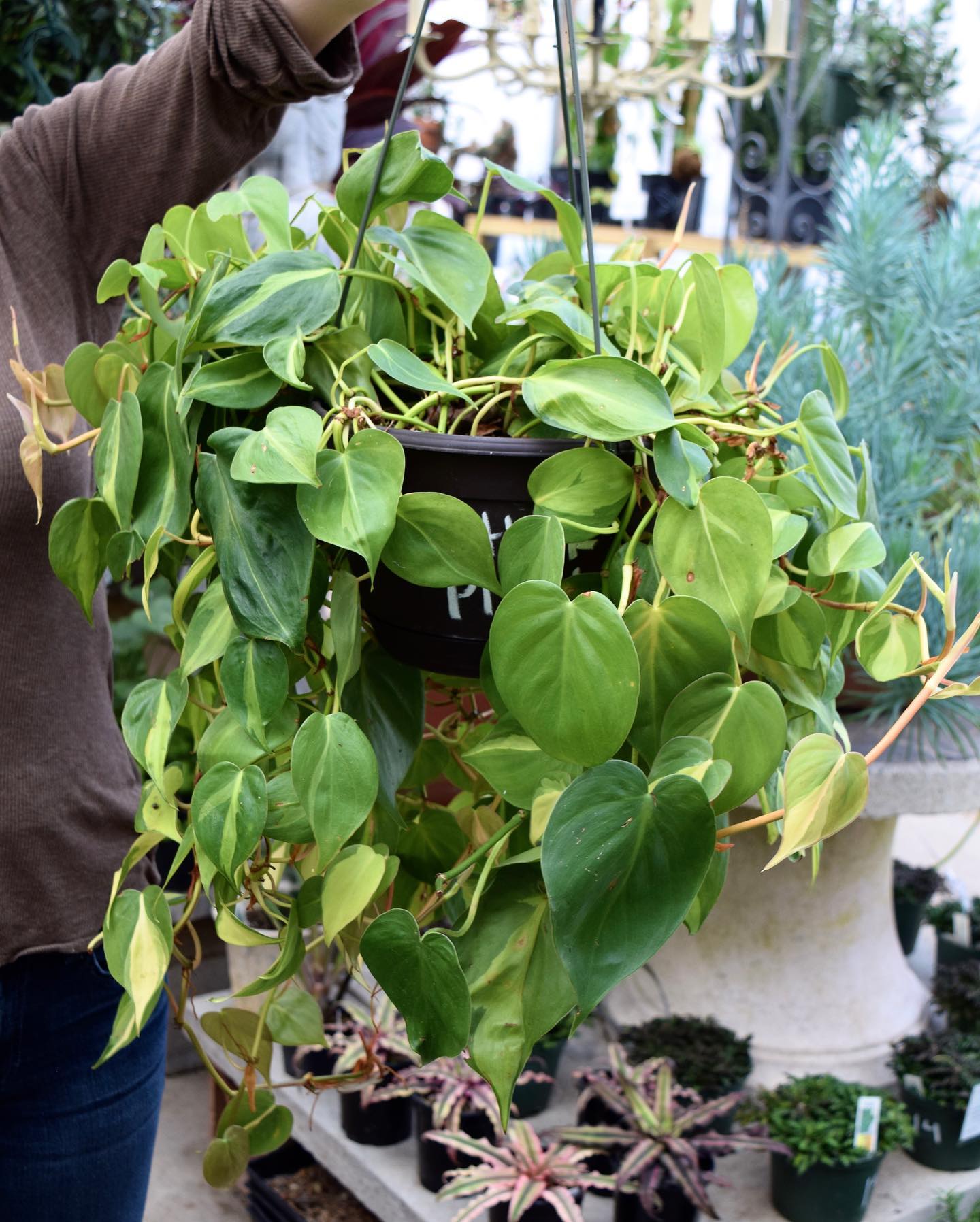 New Roots Landscaping | Houston TX