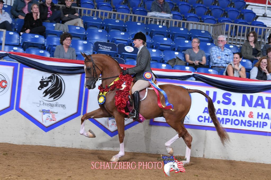 Premier Show Horses, LLC | Magnolia TX