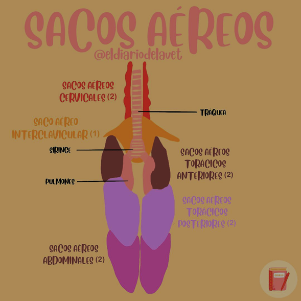 Anatomía de los sacos aéreos en aves