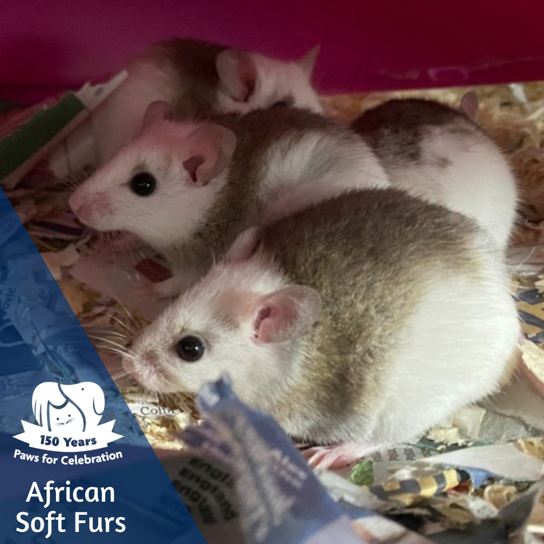 RSPCA Derby - Is it a mouse? Is it a rat? No, it's an... | Facebook