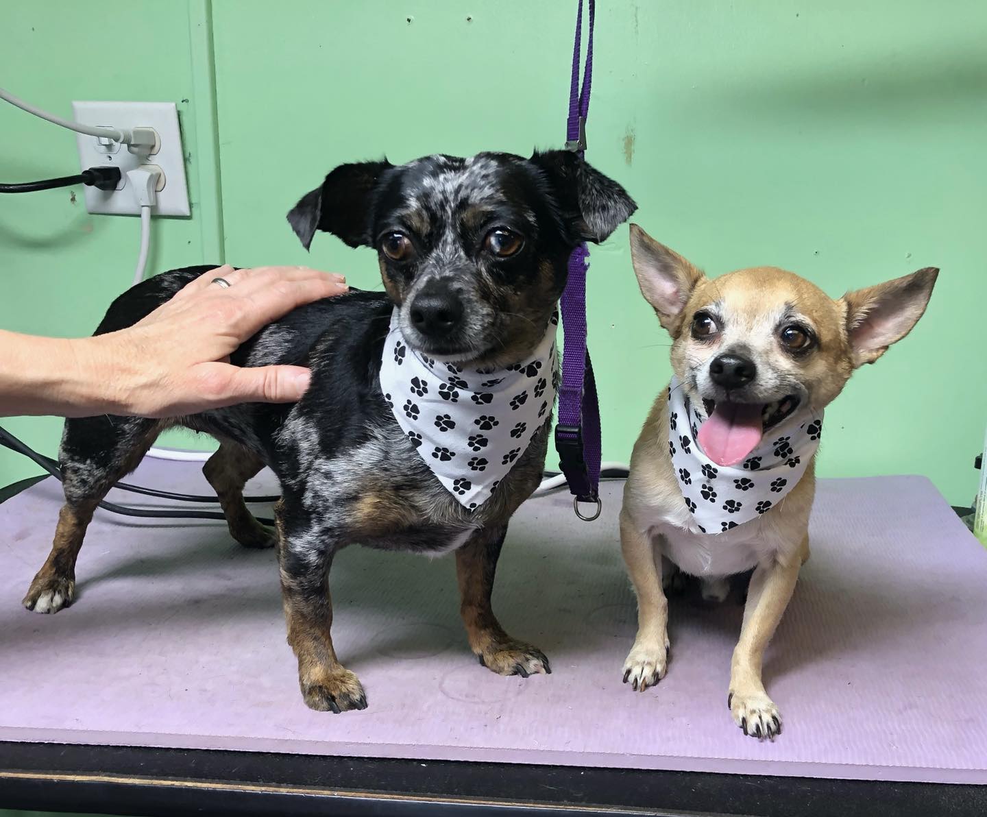 Dogs of all sizes:... - Lynn's Dog Grooming aka RUFF CUTS