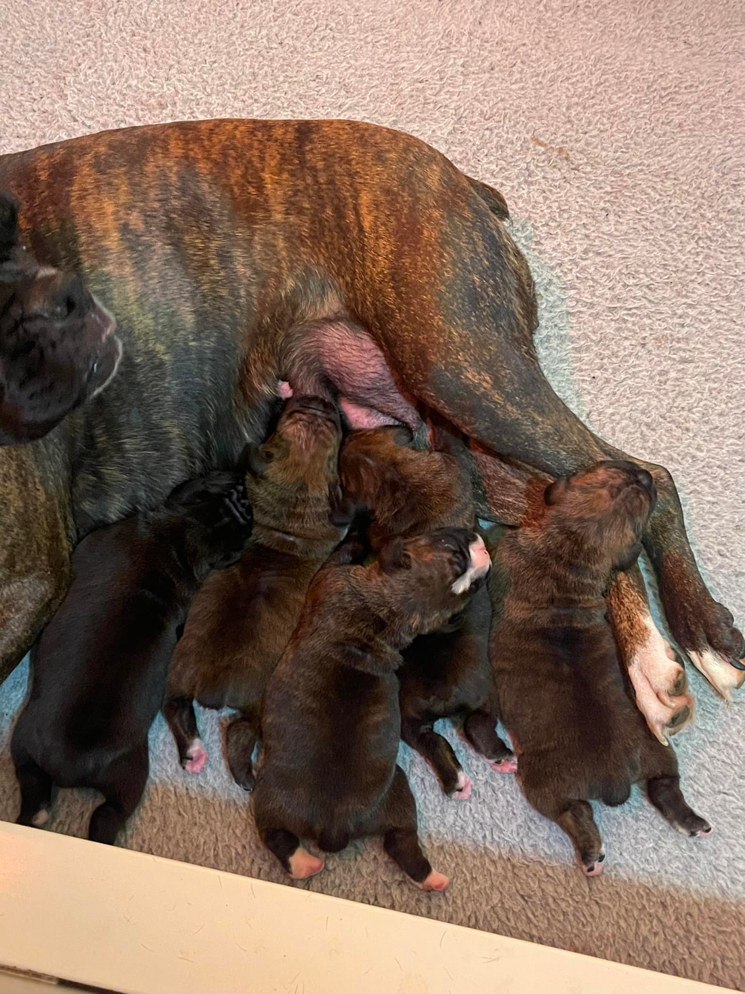We are a week old and plump butts - Grandview Ridge Boxers | Facebook