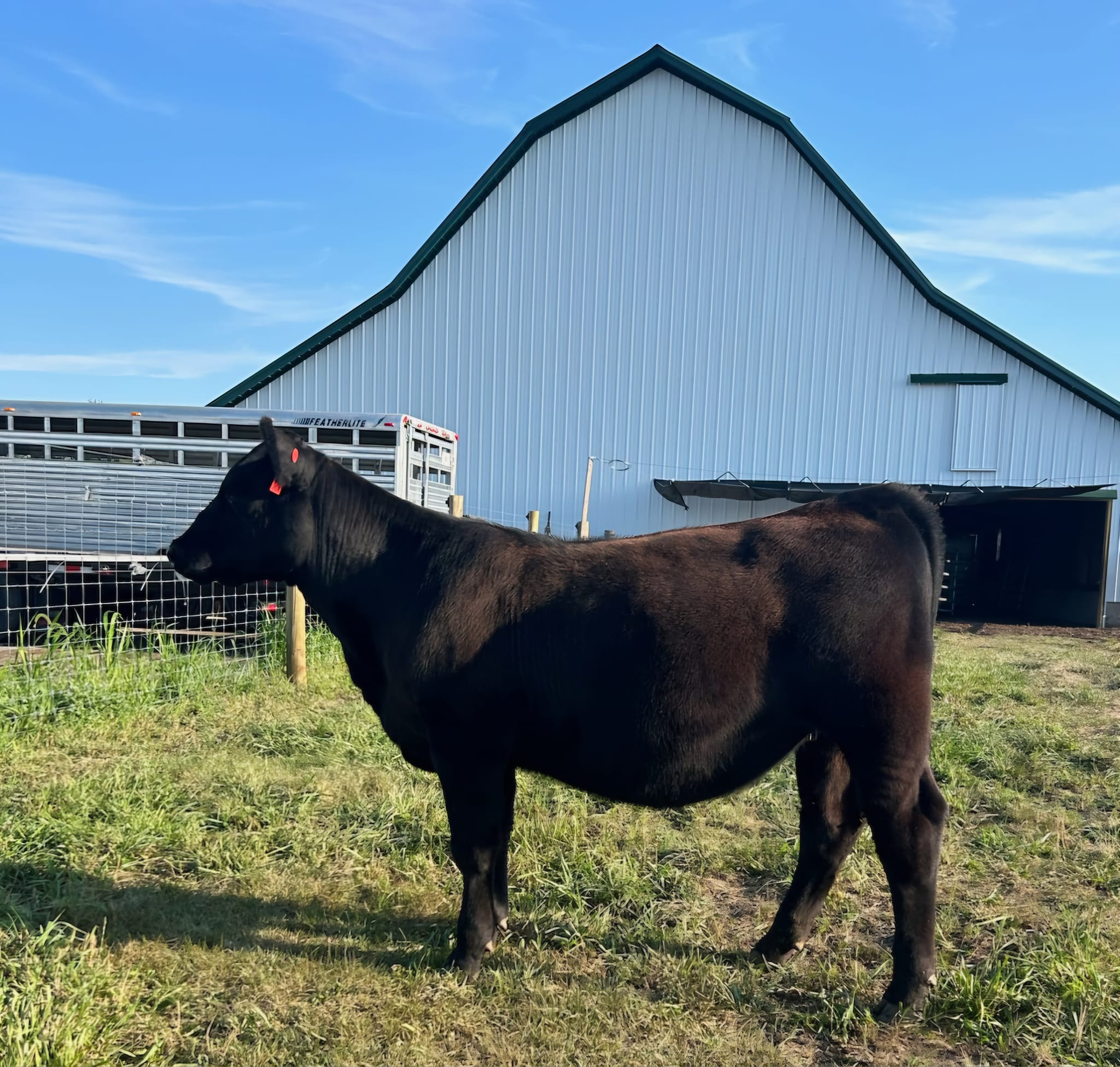 Sanders Show Cattle | Columbus IN