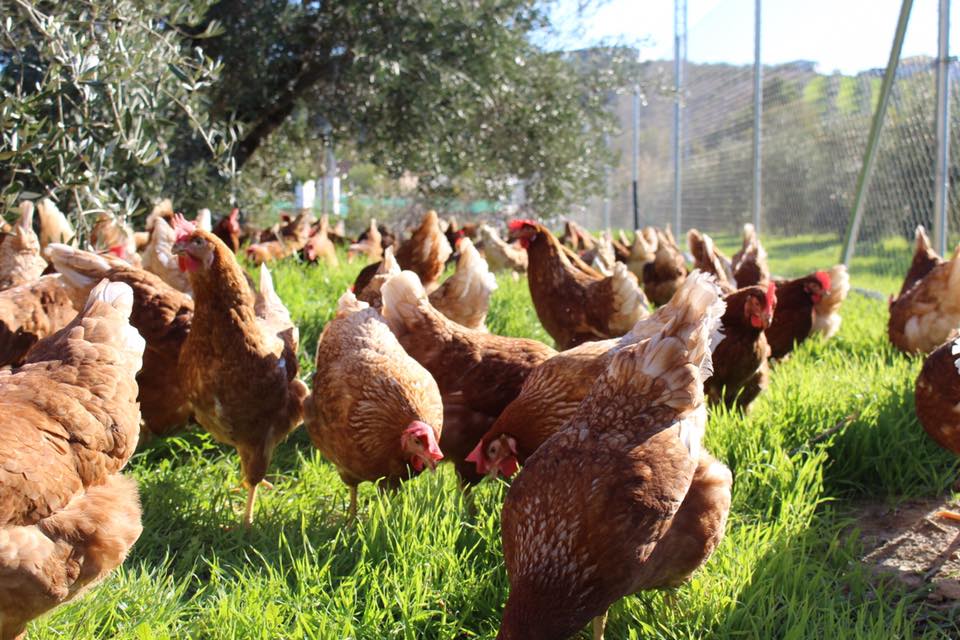 Granja Ahuevo | Castro del Río