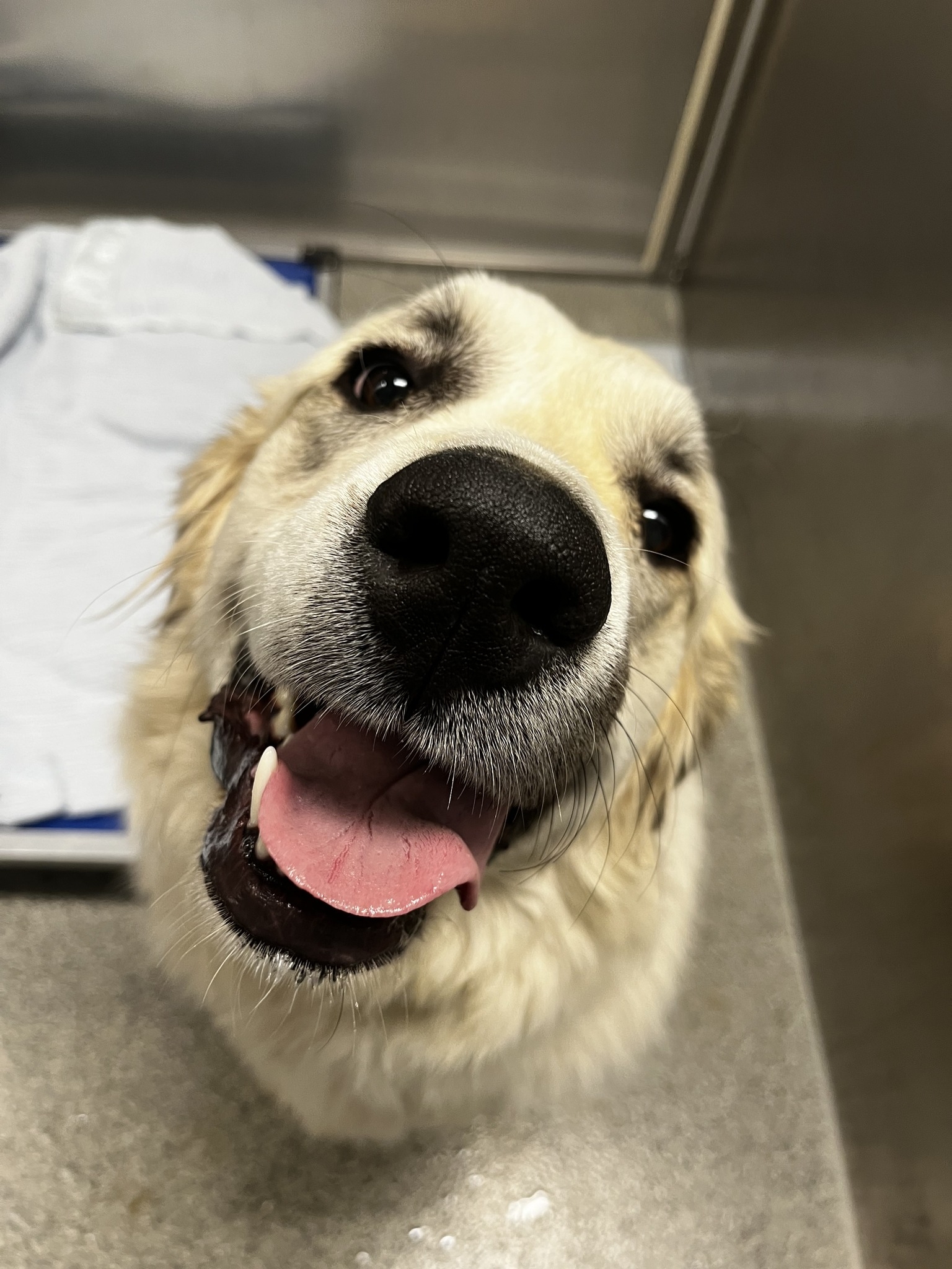 ***This animal arrived... - Lawrence Humane Stray Animals | Facebook
