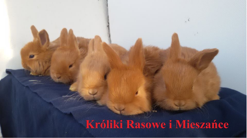 Królewskie króliki - 15.dniowe kc (1.0 i 0.1) | Facebook