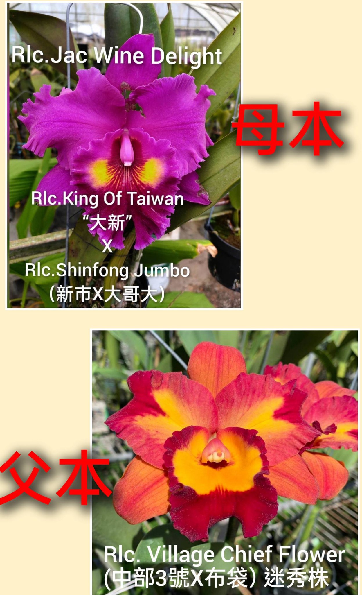 秋石斛蘭水蜜桃Den. Burana Peach 成熟苗，陸續來花了，植株現況如照片