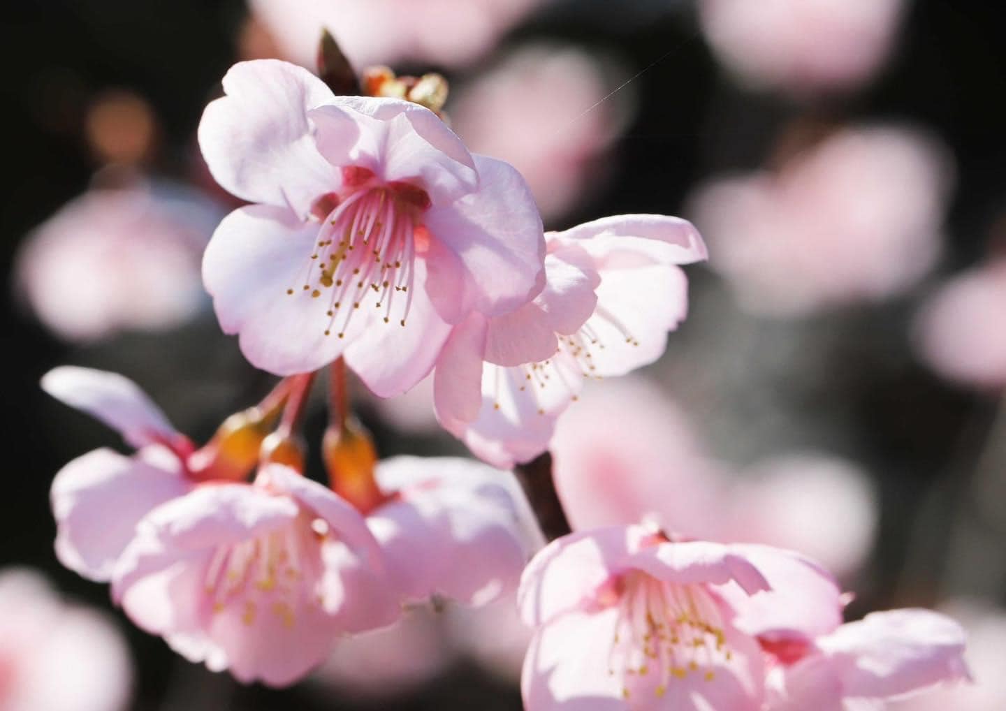 🌸Fukuokazeki Cherry Blossoms🌸 There's nothing quite like the