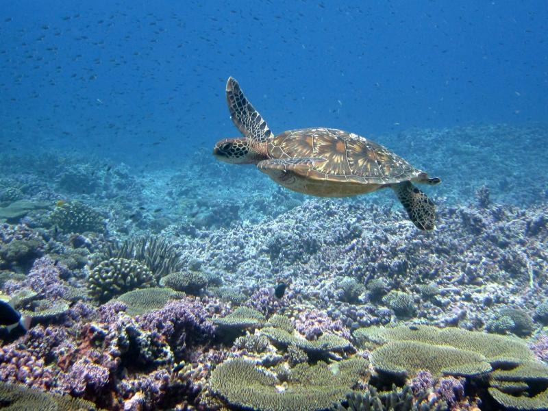 It’s World Turtle... - NOAA Coral Reef Conservation Program | Facebook