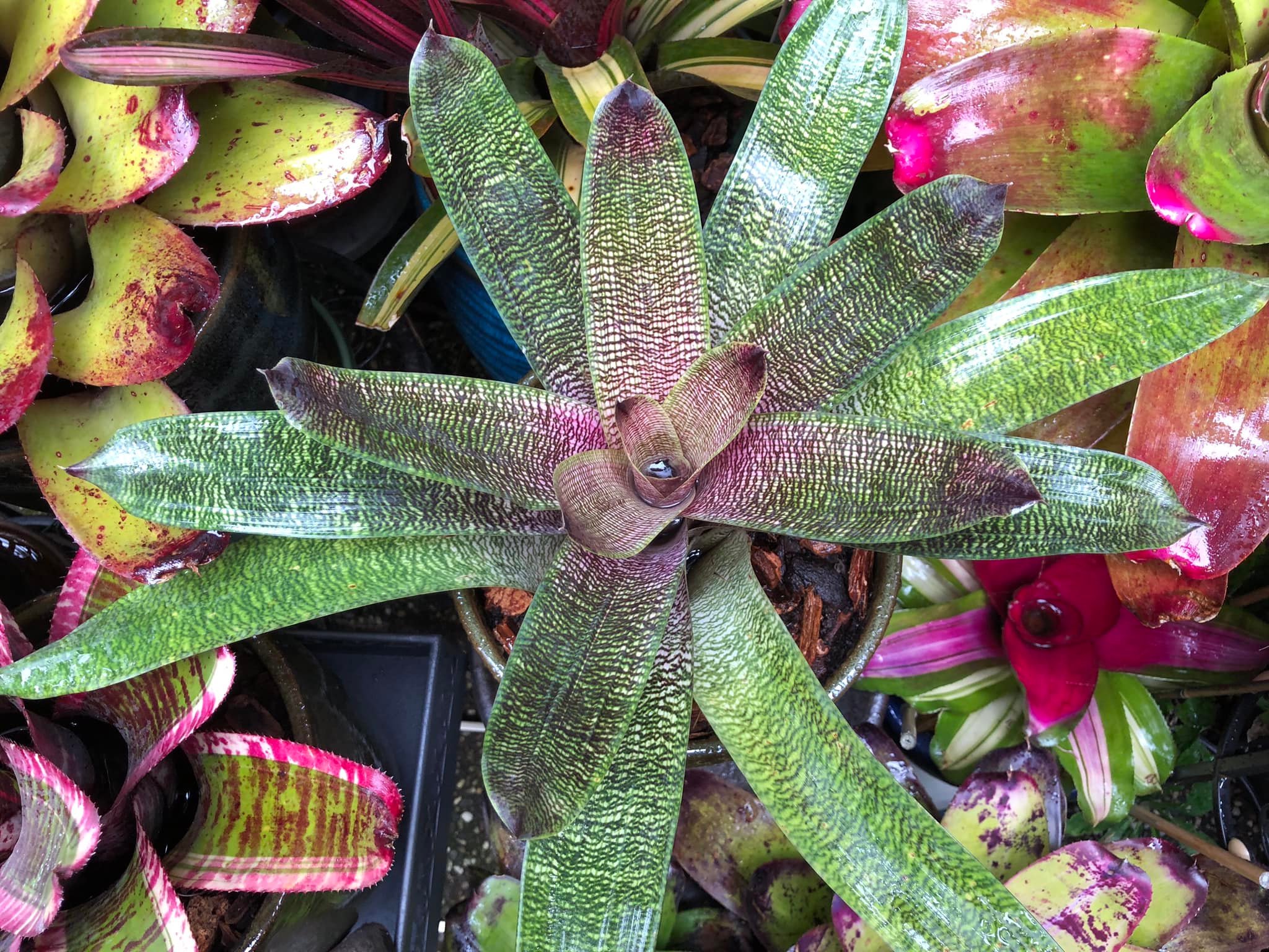 Hybrid Vriesea 'Hawaiian Starlight' plant details
