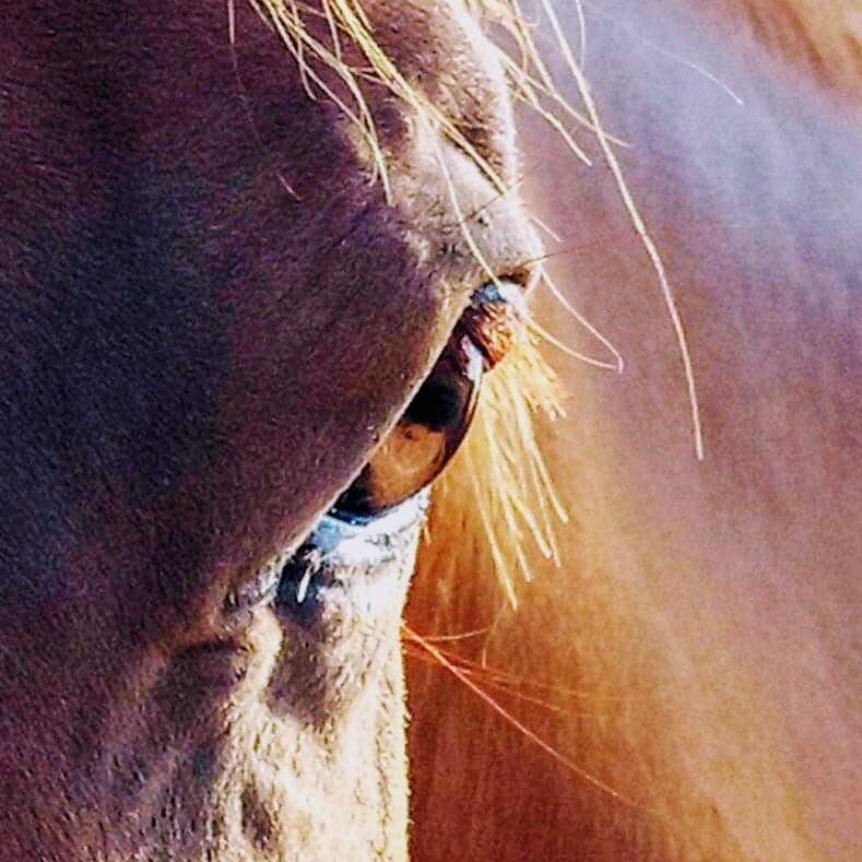 Some good news... Meramist is an... - Meet our Horse Meat | Facebook