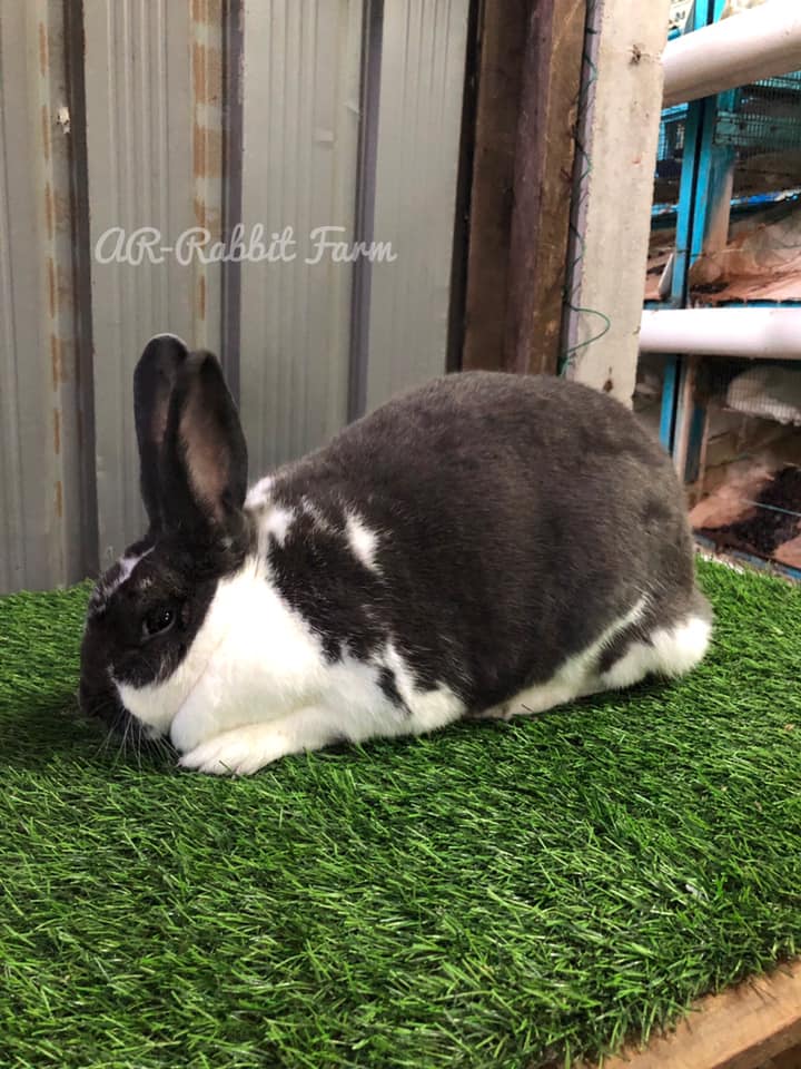 AR-Rabbit Farm | Maran