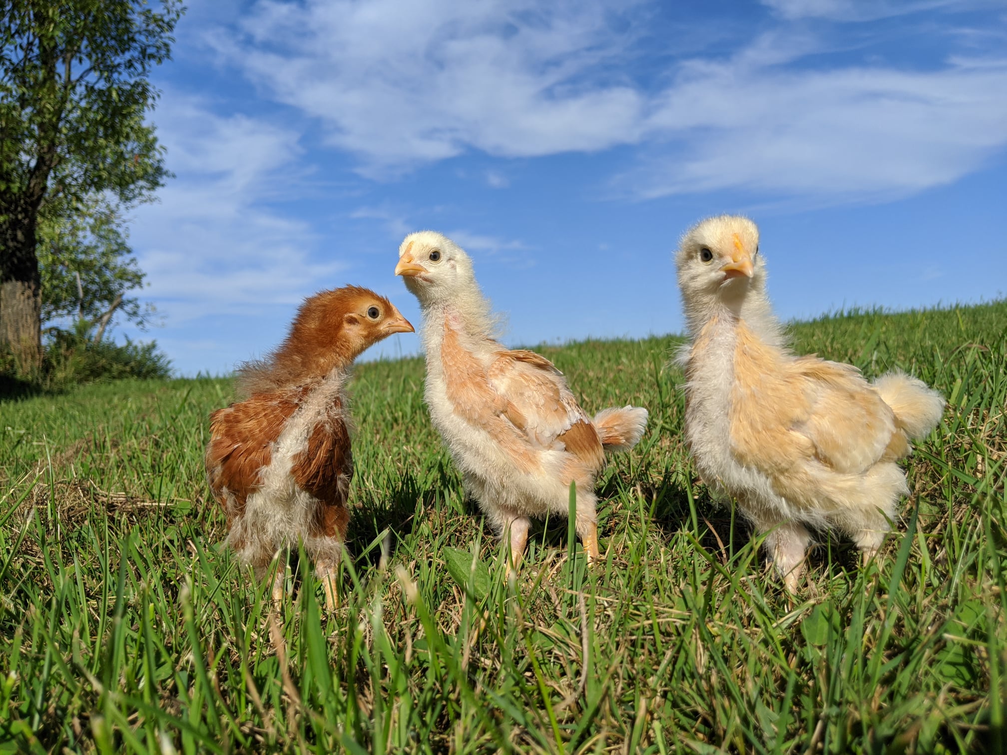 Southwest NY Dairy, Livestock and Field Crops Team | Facebook