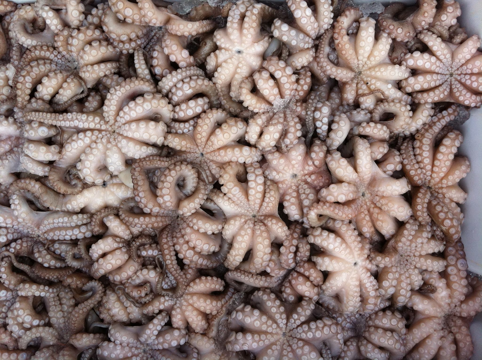 Octopus Garden | New York NY