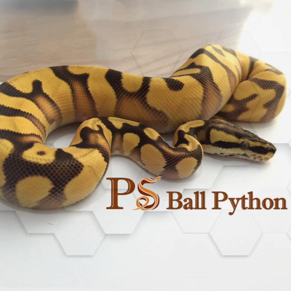 Oldblood Ball Python added a new photo. - Oldblood Ball Python