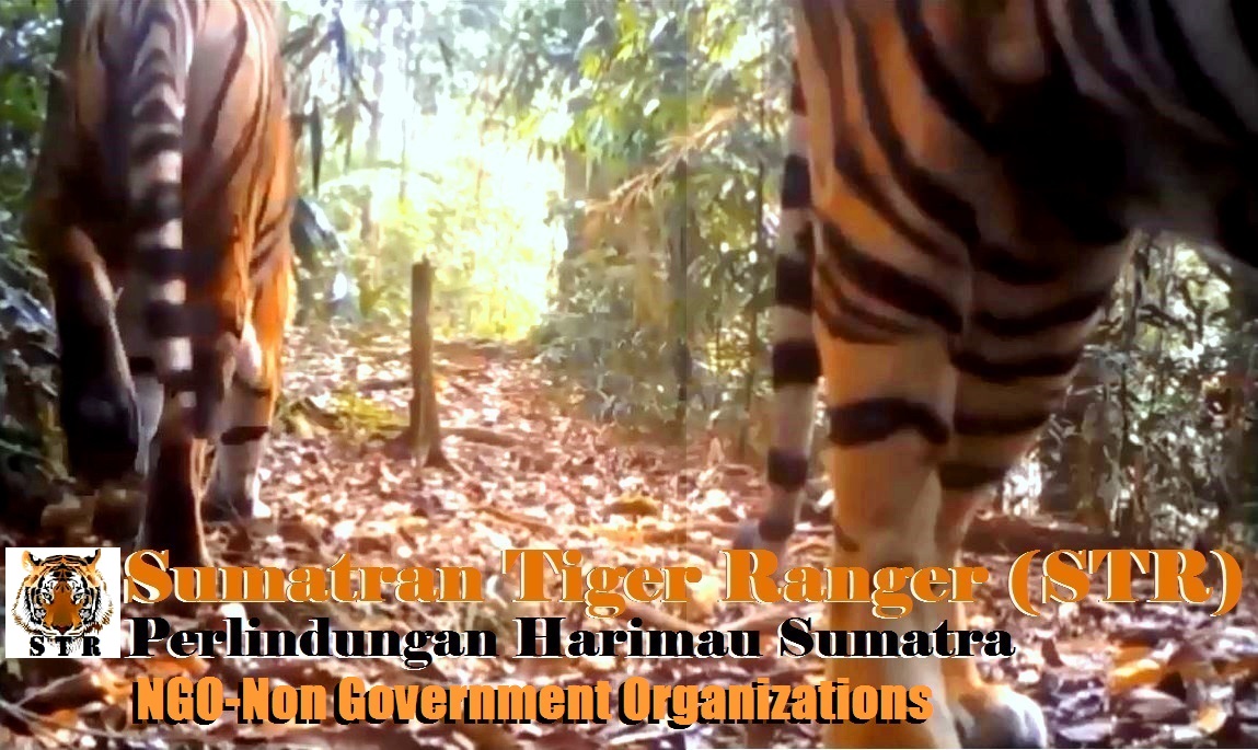 Sumatran Tiger Rangers | Rantauprapat