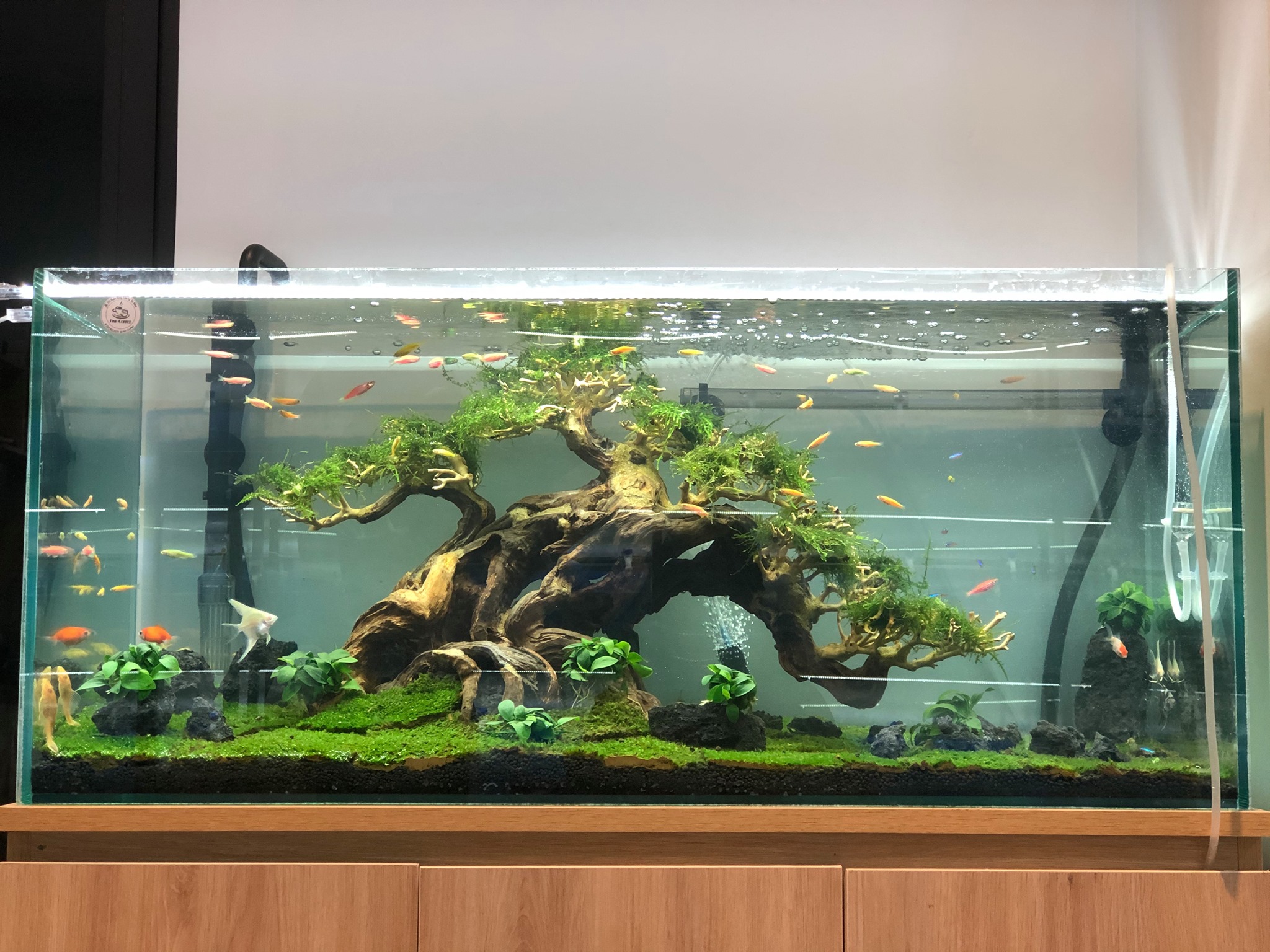 Fish Coffee