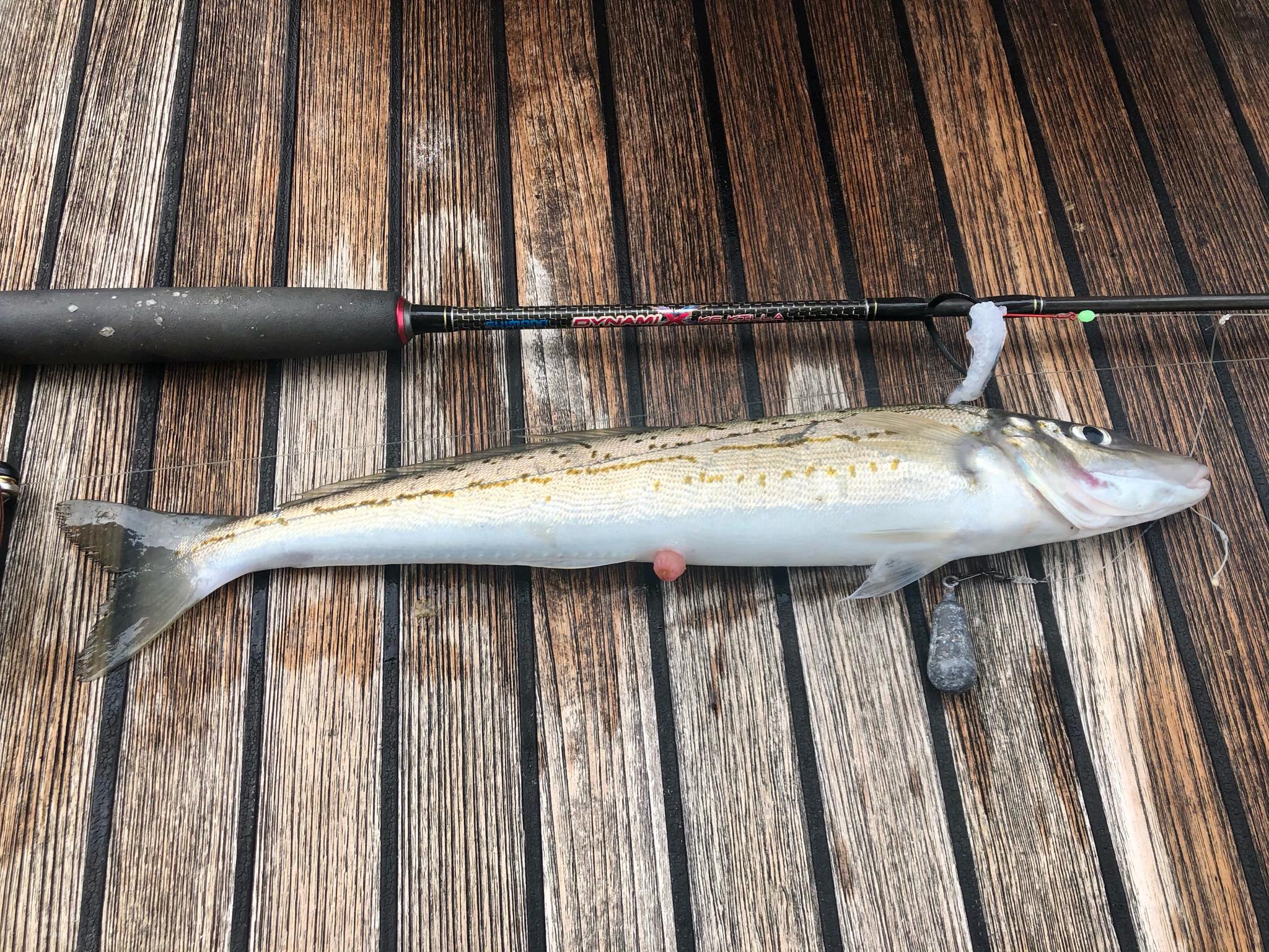 deep sea fish light lure Dr.Fish 5 Pack Diamond Fishing Lights, Under Water Drop Lights Fishing Flasher Attractant LED Offshore Trolling Rig Saltwater Deep : Sports & Outdoors Cargo Box Action-Power-Pieces:Fast-Medium Heavy-2+ Extra Tip Abu Garcia Bait Cast Cool white and warm