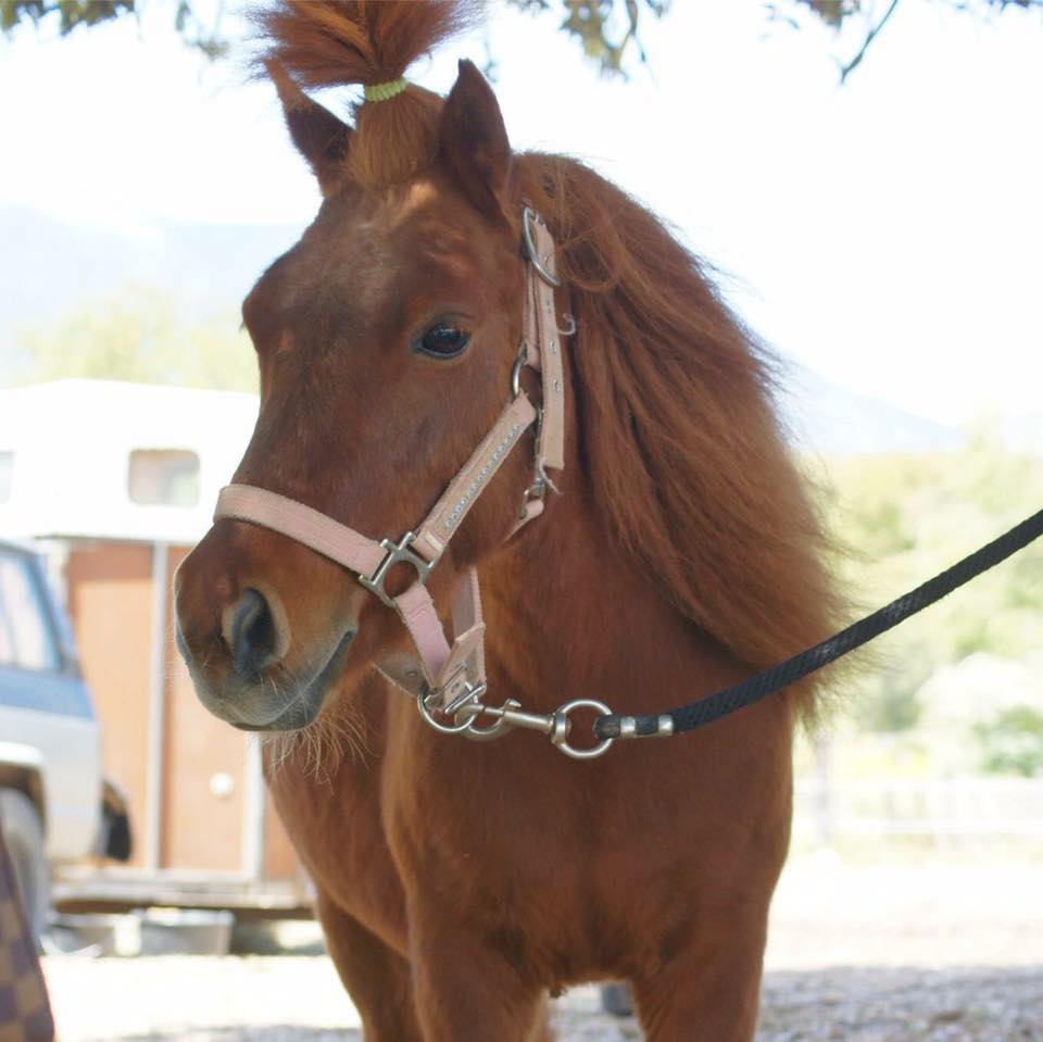 Sellerie Cheval Vert added a new... - Sellerie Cheval Vert