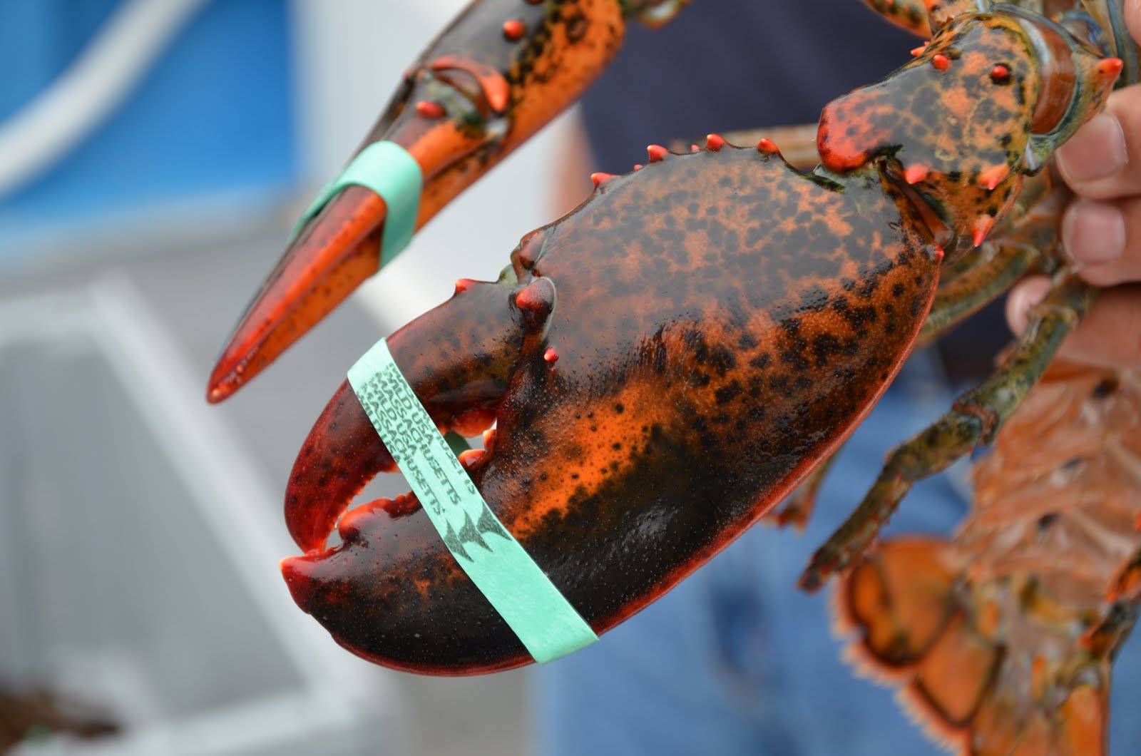 Sweater weather + a lobster trap rocker... - Brooks Trap Mill | Facebook