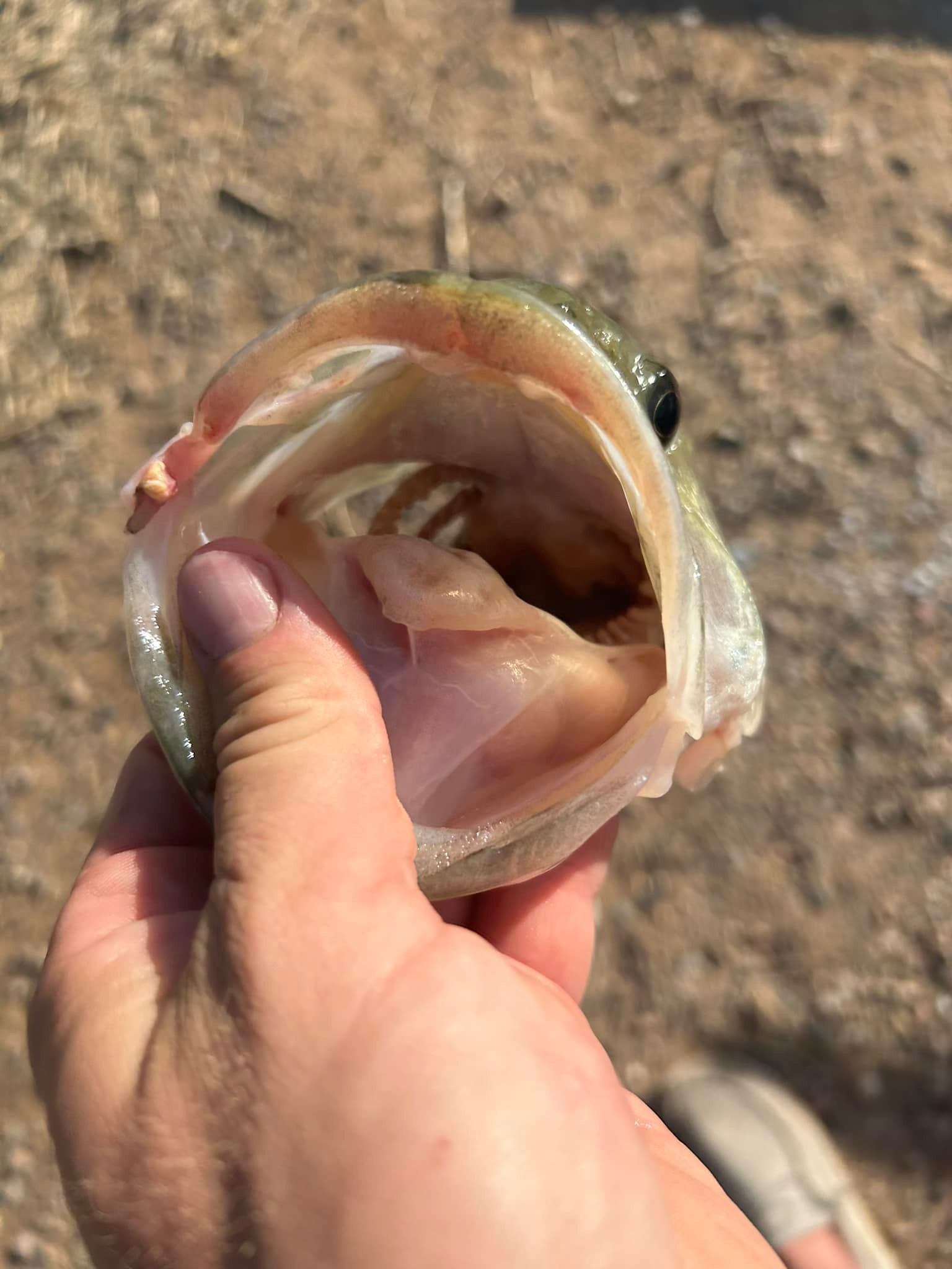 +saltwater +spinning +reel Okuma Tesoro Spinning Reels 4000–20000 Tetras Line weight:65lb Award-Winning Cheeky Spray 350 These advanced technologies are