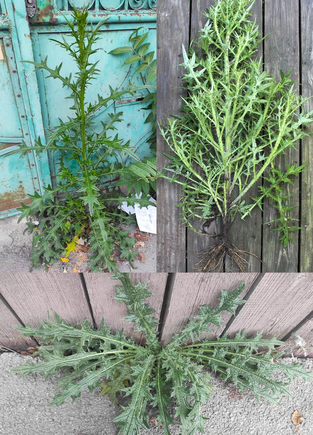Plants - You see it everywhere, yet most people don't know the ...