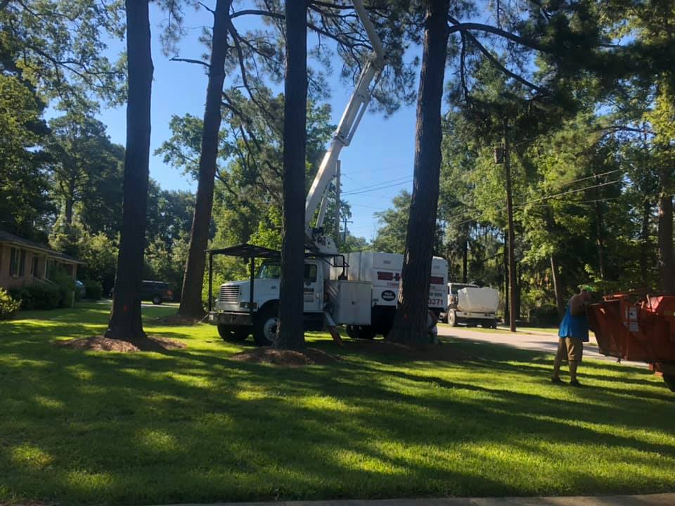 Trees R Us | Florence SC