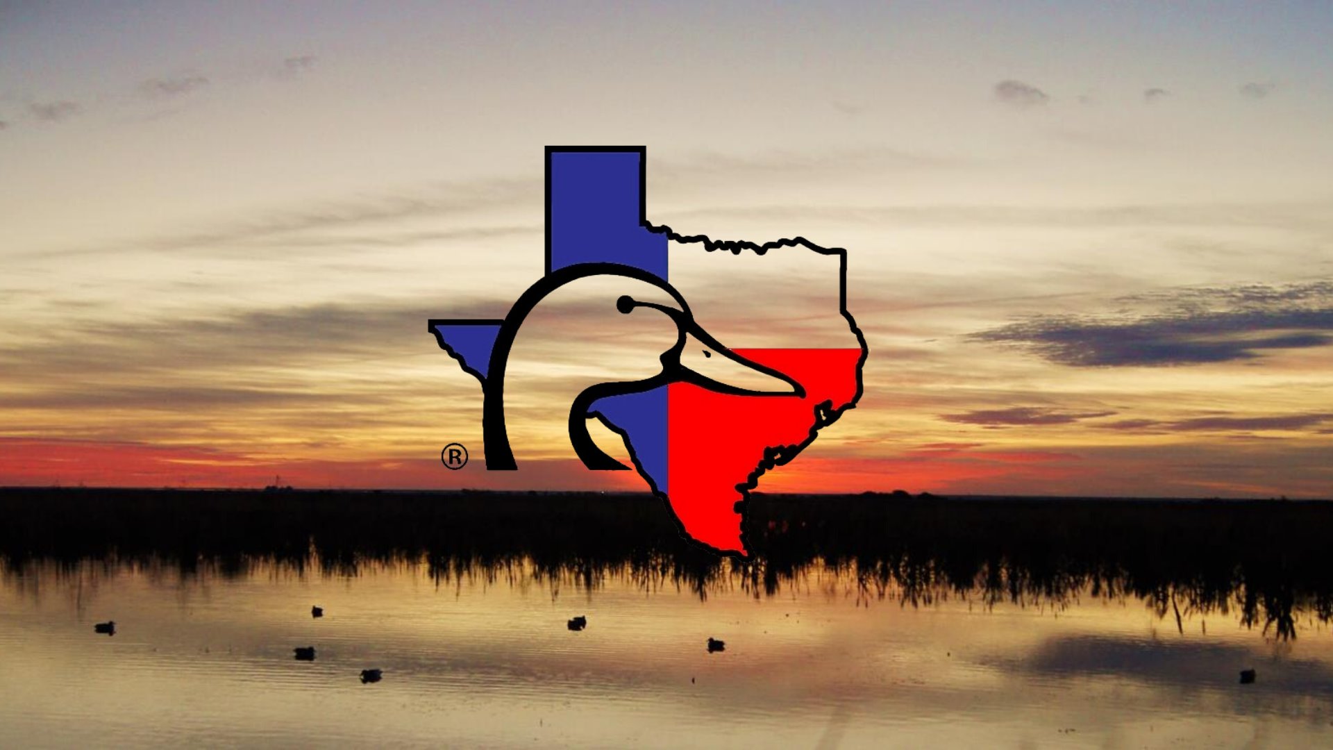 Muddy Duck Ranch - Runt and the Mrs. arrived yesterday! I think they ...