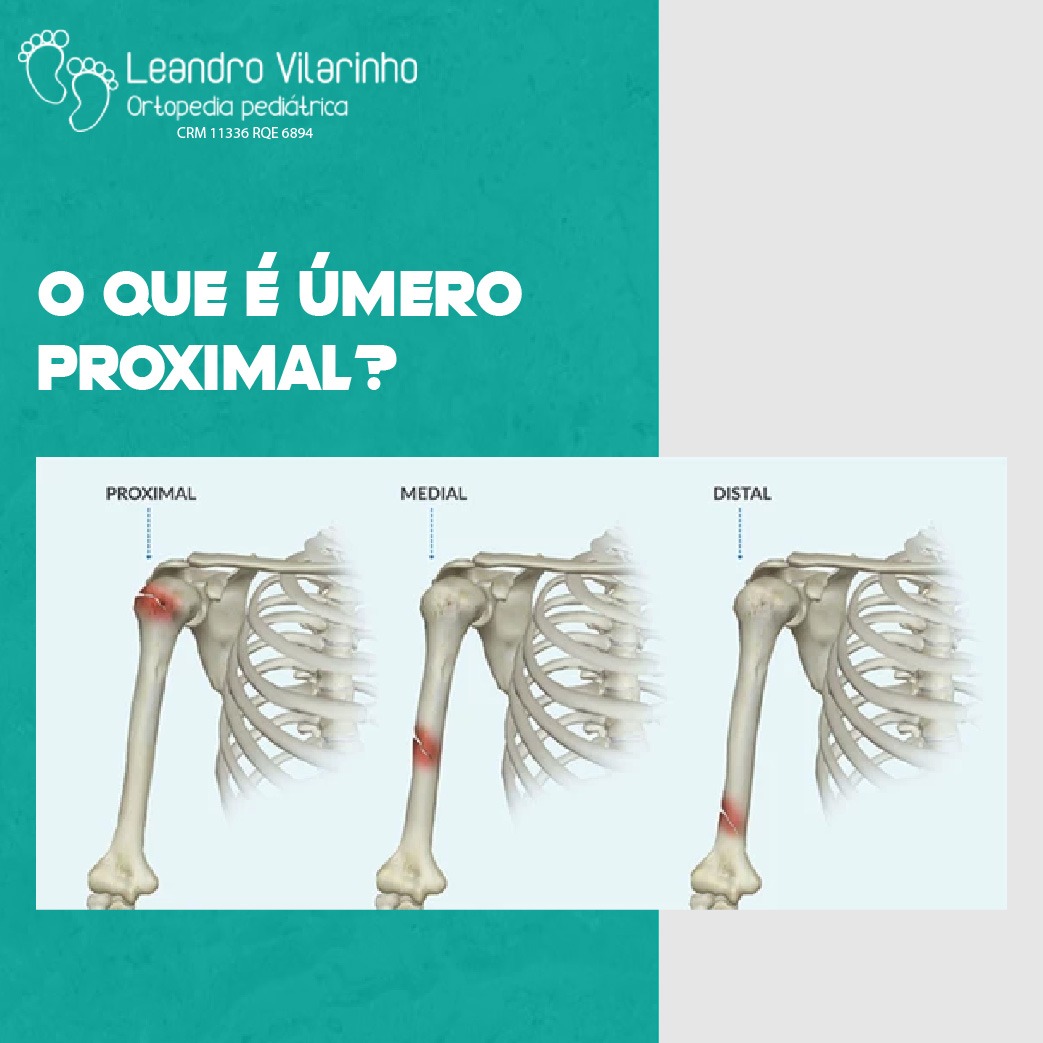 o-mero-proximal-possui-quatro-leandro-vilarinho