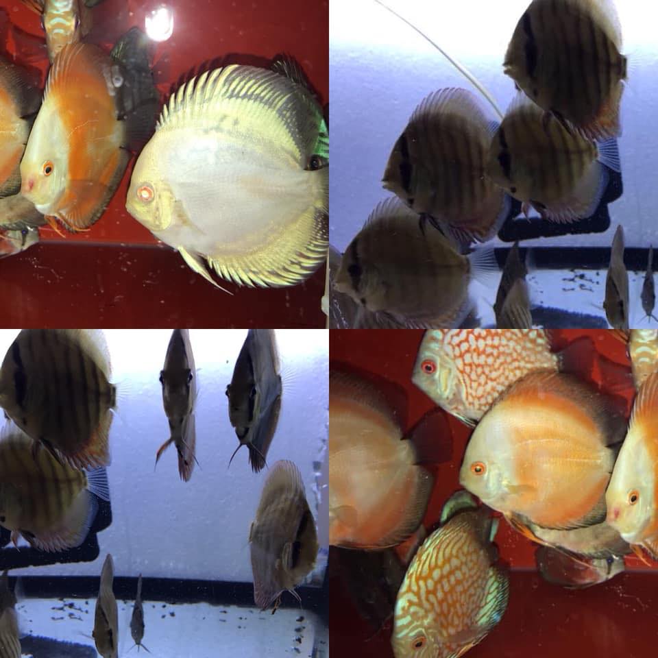 A&J Discus Fish hobbyist | Dublin