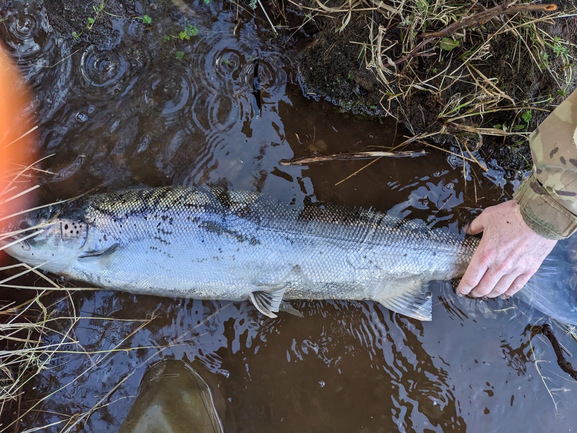 Stirling Council Fisheries - ***BREAKING NEWS*** The 2018 pricing and ...