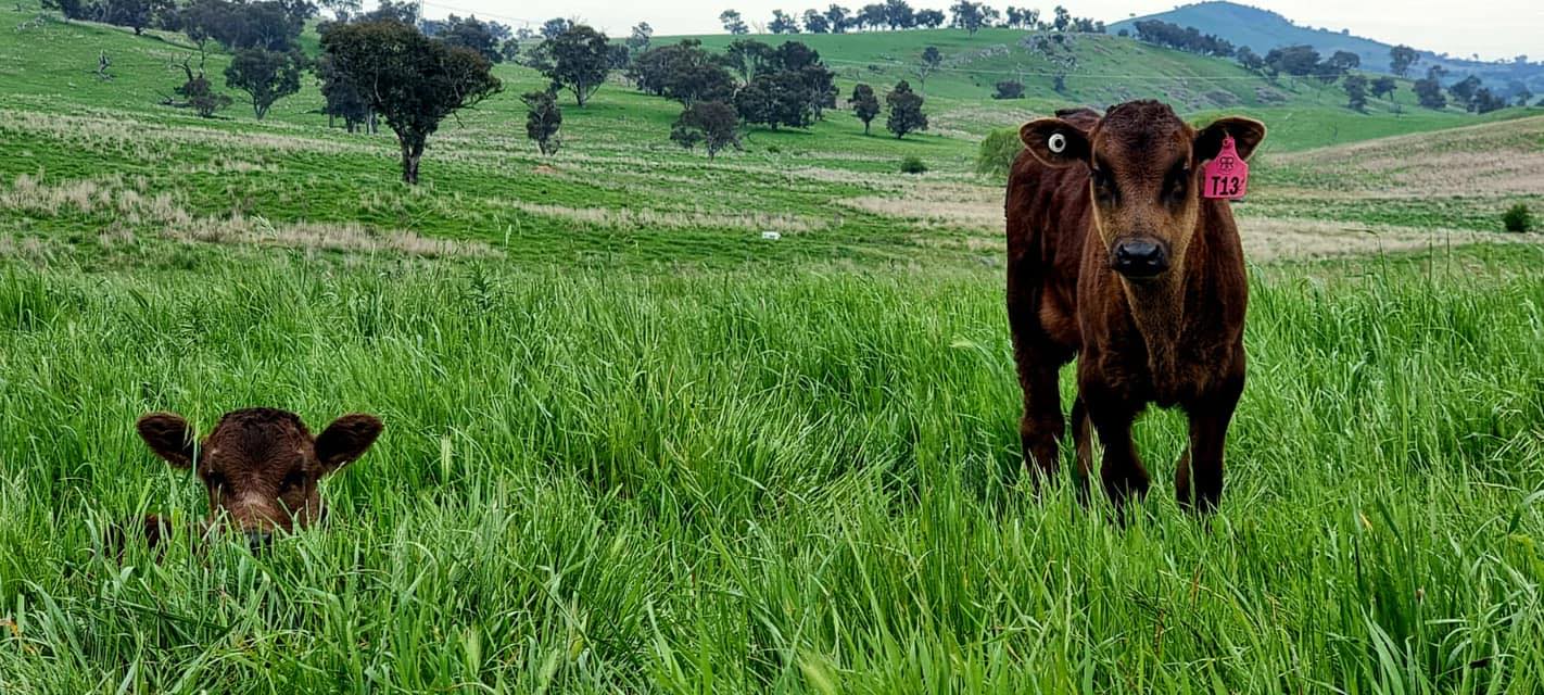 Razorback Ranch | Wingello NSW
